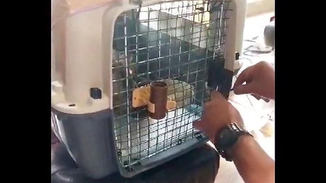 Cat Relocation Thailand